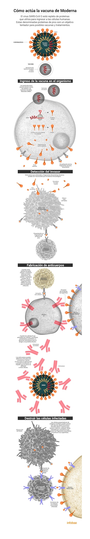 Cómo actúa la vacuna Moderna