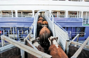 Egipto y Arabia Saudita son