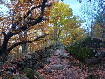 Castañar de Rozas de Puerto