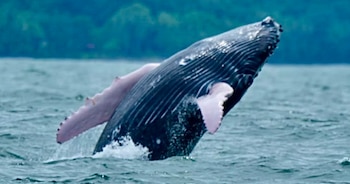 Bahía Ballena y las aguas cercanas al Parque Nacional Marino Ballena constituyen uno de los principales puntos del país para observar ballenas jorobadas en libertad. Crédito: ICT
