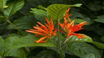 El Muicle es un regenerador