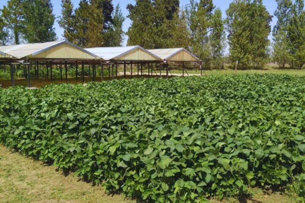 Campo