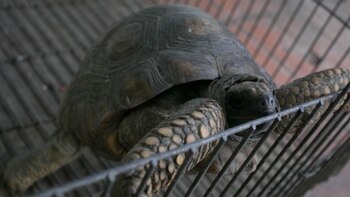 Más de 800 ejemplares de