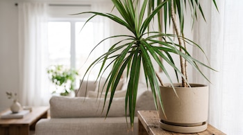 Una planta Drácena marginata en maceta de cerámica beige sobre un mueble de madera junto a un sofá en un salón claro.