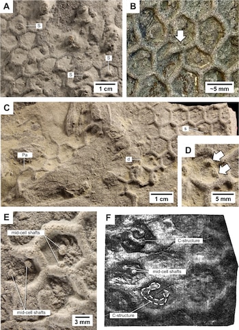 Composición de seis fotografías etiquetadas de la A a la F con patrones hexagonales en roca, escalas de medición y flechas