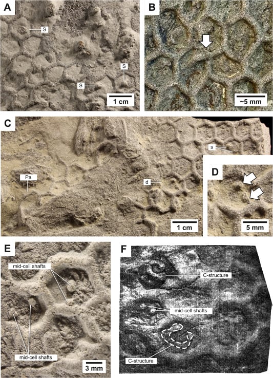 Los gusanos generan cavidades con curvas y bordes redondeados, una forma que no se ajusta al patrón geométrico del paleodictión (Gentileza, estudio ¿Pueden los artrópodos producir Paleodictyon?, publicado en Earth-Science Reviews)
