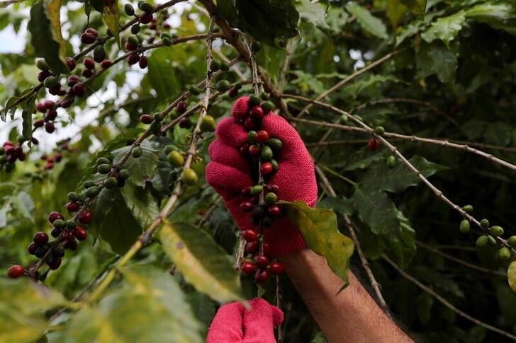 Las variedades Caturra y Catuaí figuran entre las más vulnerables a la roya y otras plagas asociadas al aumento de temperatura. (REUTERS/Amanda Perobelli)