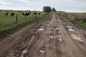 Camino rural en mal estado y en el campo, vacas lecheras