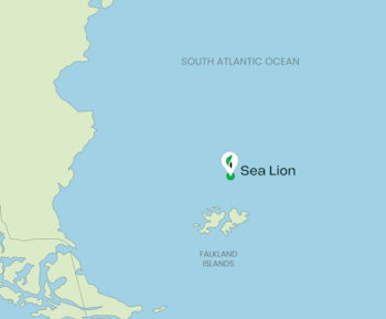 Sea Lion Malvinas