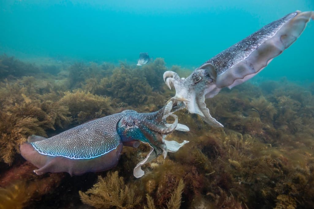 Dos ejemplares de sepia gigante australiana (Universidad de Adelaide, Carl Charter)