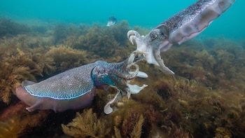 El animal que es capaz de mentir con éxito a sus rivales para evitar luchar en una batalla perdida: nunca se ha registrado en otra especie