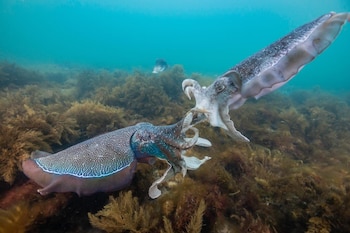 Ejemplares de sepia gigante australiana