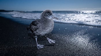 Un polluelo gris camina sobre arena negra brillante mientras la espuma del mar rompe al fondo.