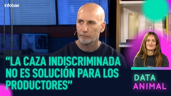 Caza indiscriminada de pumas: qué