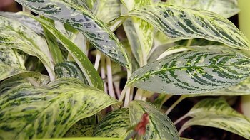 Las plantas metabolizan contaminantes gracias