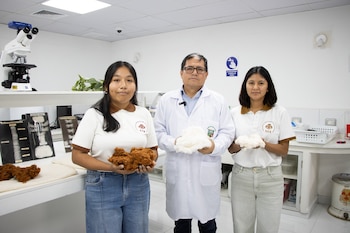 La nueva variedad busca impulsar el cultivo en Ica, cuya superficie algodonera cayó de 33.000 a unas 7.000 hectáreas.