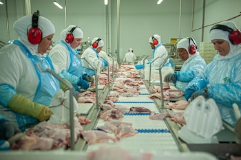 La habilitación alcanza a la carne aviar y sus derivados provenientes de aves faenadas a partir del 8 de septiembre (Foto: Shutterstock)