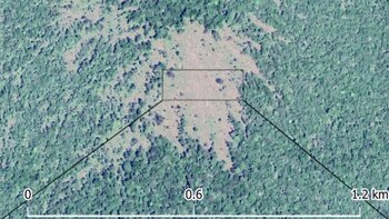 Los derribos de árboles por