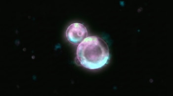 Dos esferas grandes luminosas de color púrpura y cian sobre un fondo negro, con varias partículas pequeñas y borrosas también luminosas.
