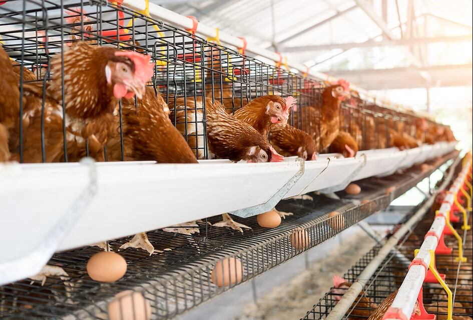 El ranking busca brindar a los consumidores información clara sobre las políticas de protección animal que implementan las grandes cadenas de supermercados y tiendas en Colombia - crédito Sinergia Animal