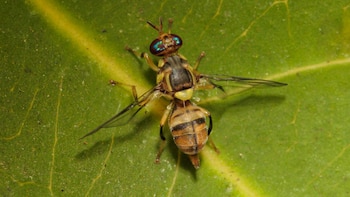 Detectan por primera vez en España la mosca oriental de la fruta: una de las plagas agrícolas más agresivas y vigiladas en Europa