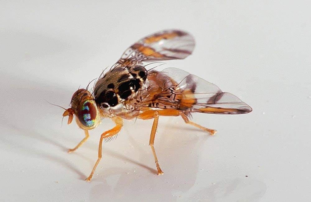 Ceratitis capitata es una plaga de frutas originaria de África subsahariana; su presencia ha sido detectada en algunas zonas de Chiriquí. Cortesía MIDA
