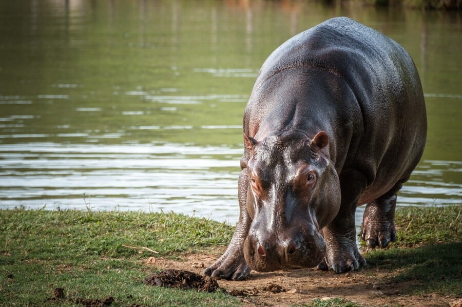 Hipopótamo visto en las orillas del río Magdalena - crédito Colprensa