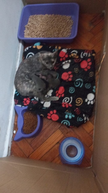 Supuestas víctimas del asesino de gatitos