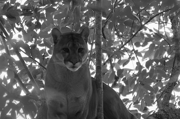 Proyecto de telemetría permite rastrear