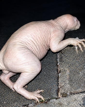 Animal cuadrúpedo sin pelo, con piel rosada y arrugada y garras prominentes, situado sobre baldosas de piedra y asfalto