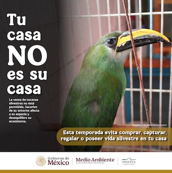 Profepa reactivó la campaña "Tu