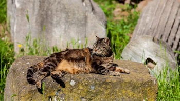 Los 150 gatos que custodian el lugar donde asesinaron a Julio César en Roma: una de las zonas más infravaloradas de la ciudad que puede recorrerse por dentro
