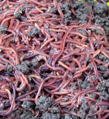 La leche de lombriz podría