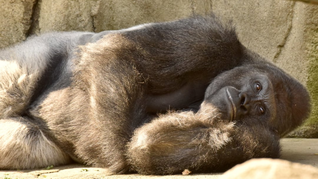 Harambe nació y murió en cautiverio. Faltaba un día para que cumpliera 17 años (Captura Prime Video)