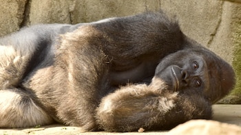 Harambe asesinado por rescatar a un niño