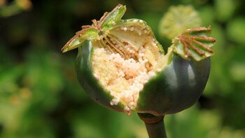 Por qué algunas plantas son