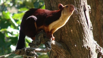 El gigantesco roedor se caracteriza