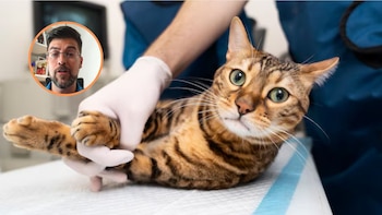 Juanjo Vega, veterinario: “Este es uno de los mayores peligros que tenemos en casa los que convivimos con gatos”