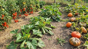 Plantas con tomates rojos a la izquierda, plantas de calabacín al centro y calabazas naranjas sobre la tierra a la derecha.