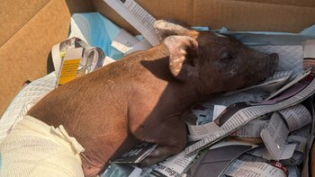 Atropellan a puerquito en calles