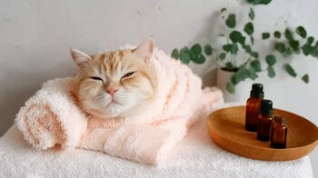 baño relajante, aromaterapia felina, cuidado estético, spa de lujo, mimos para gatos, tratamientos especiales, grooming relajante, felinos consentidos, ambiente zen, experiencia premium - (Imagen Ilustrativa Infobae)