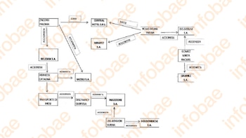 El entramado de empresas que