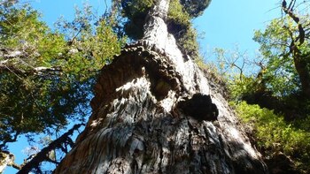 Un ciprés patagónico de 5.484