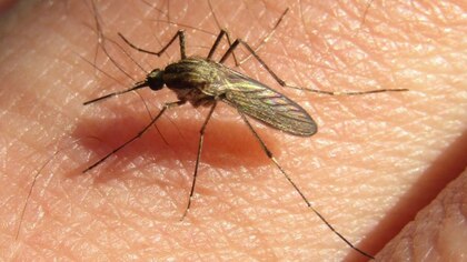 Por qué siguen los mosquitos en el AMBA si bajó la temperatura y los días son fríos