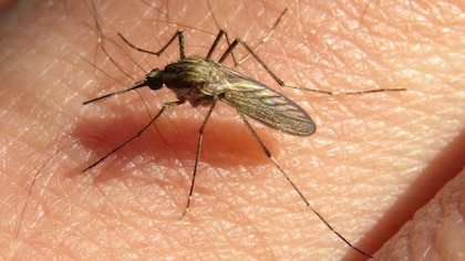 Superpoblación de mosquitos en el AMBA: cuál es la especie más abundante y en qué se diferencia de los del dengue