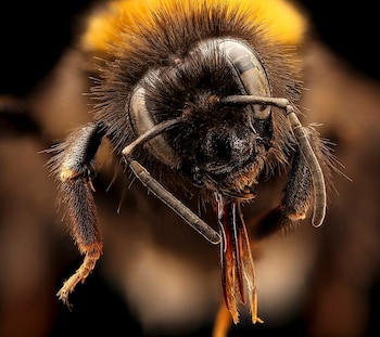 Esta especie pertenece a la