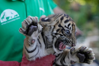 Una cría hembra de tigre de Sumatra de dos meses de edad gruñe tras recibir su primera vacuna y el implante de un microchip en el Parque Zoológico de Ática, cerca de Atenas (Grecia), el martes 8 de septiembre de 2026, como parte de una iniciativa para crear una población de reserva de esta especie en peligro crítico de extinción. (Foto AP/Thanassis Stavrakis)