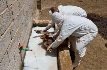 El virus, que registra una