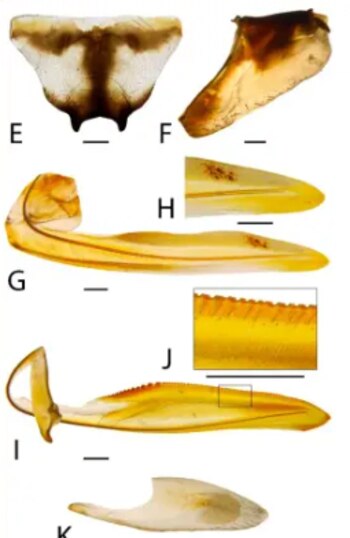 “Muchas especies de Cicadellidae tienen
