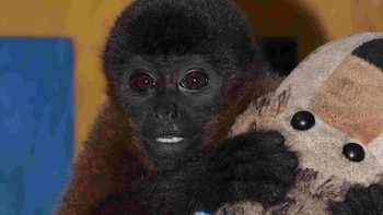 Colombia tiene su versión de